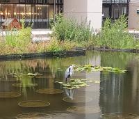 The resident heron at the Leeds 2026 Conference